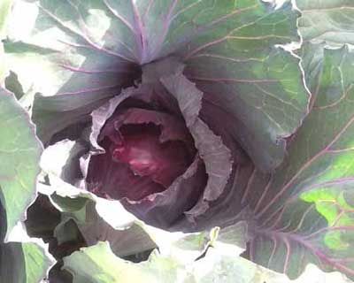 Red Cabbage (Photo: Heather Campbell)
