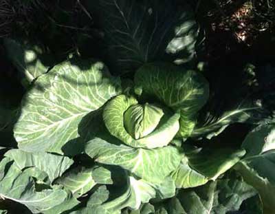 Sugarloaf Cabbage (Photo: Heather Campbell)