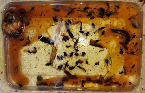 Vegetable oil and soya sauce have successfully killed snail, slug, slater and earwig pests but have also killed beneficial arthropods such as spiders, lacewings and beetles. (This tray was placed underneath my rhubarb.)