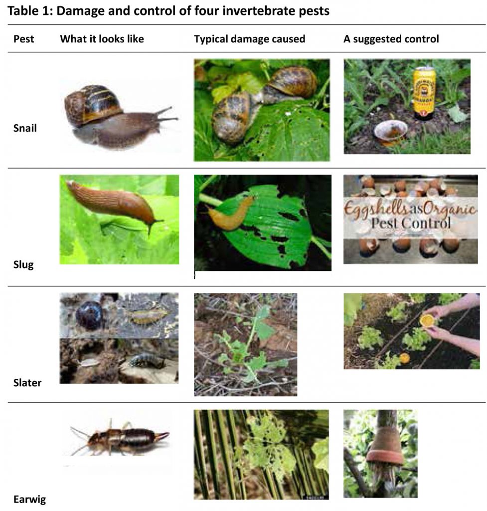 Table 1: Damage and control of four invertebrate pests