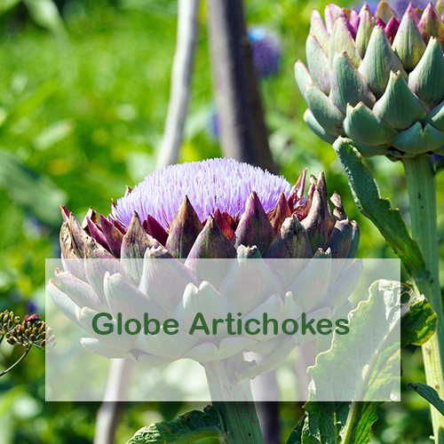 Growing Globe Artichokes
