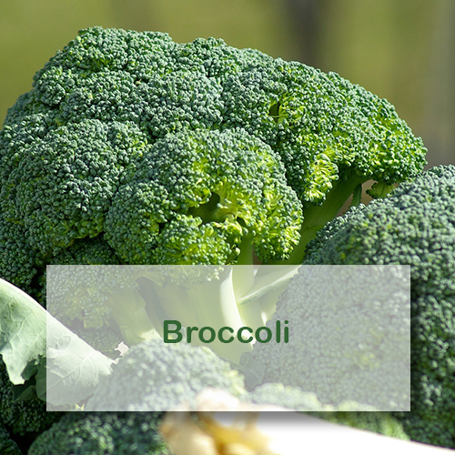 Growing Broccoli