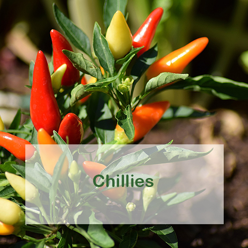 Growing Chillies