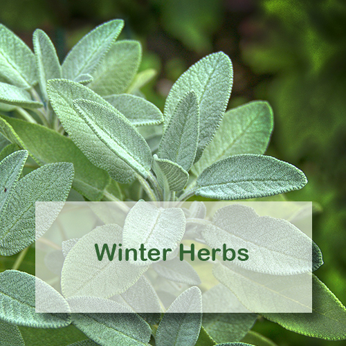 Growing Winter Hardy Herbs