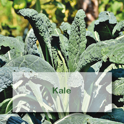 Growing Kale