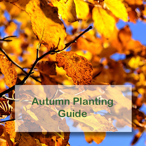 Autumn Planting Guide