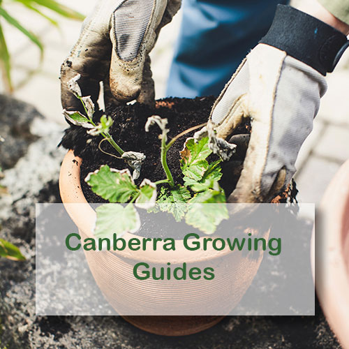 Canberra Growing Guides