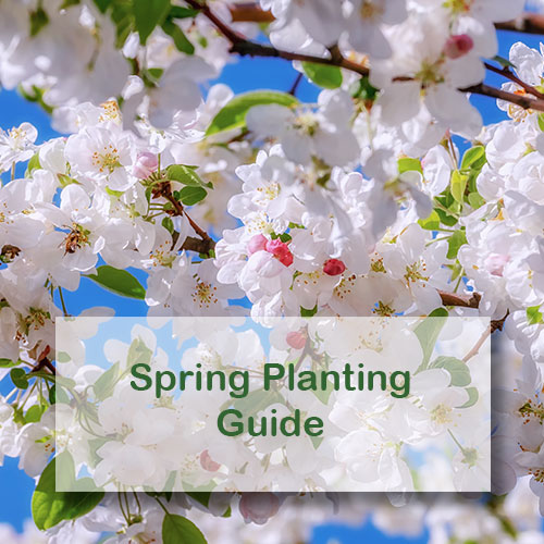 Spring Planting Guide