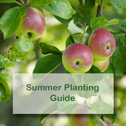 Summer Planting Guide