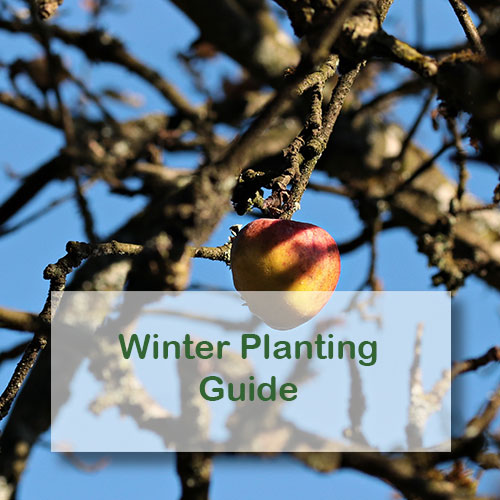 Winter Planting Guide