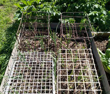 Old freezer baskets can be repurposed to protect plants. Photo: Jo Kirwan