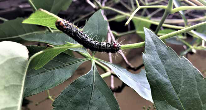 The grapevine moth caterpillar chewing on Virginia creeper