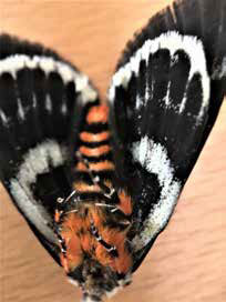 Grapevine moth