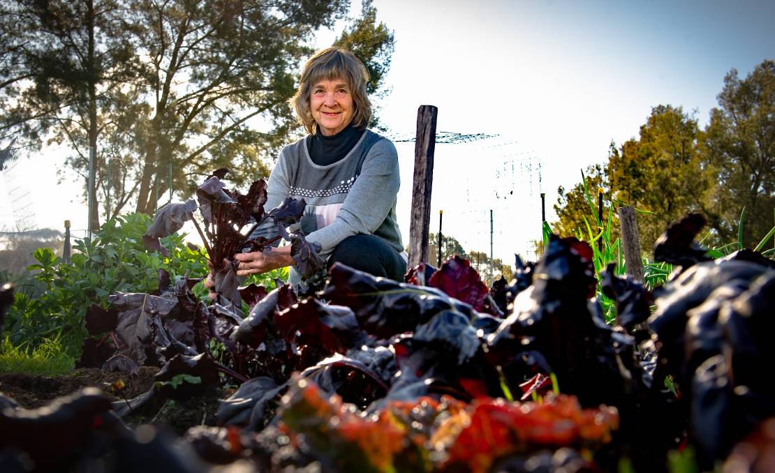 Shirley Bolton of Oxley with her community garden-grown beetroot. Picture: Elesa Kurtz