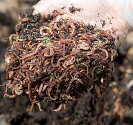 Photo: Cid Riley. Red wrigglers, Indian blue and tiger worms are the three main composting worms.